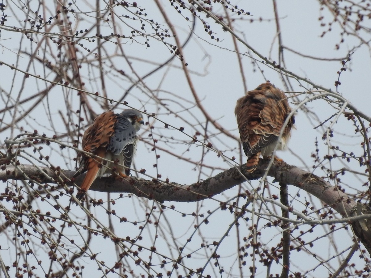 American Kestrel - Michael Dolfay