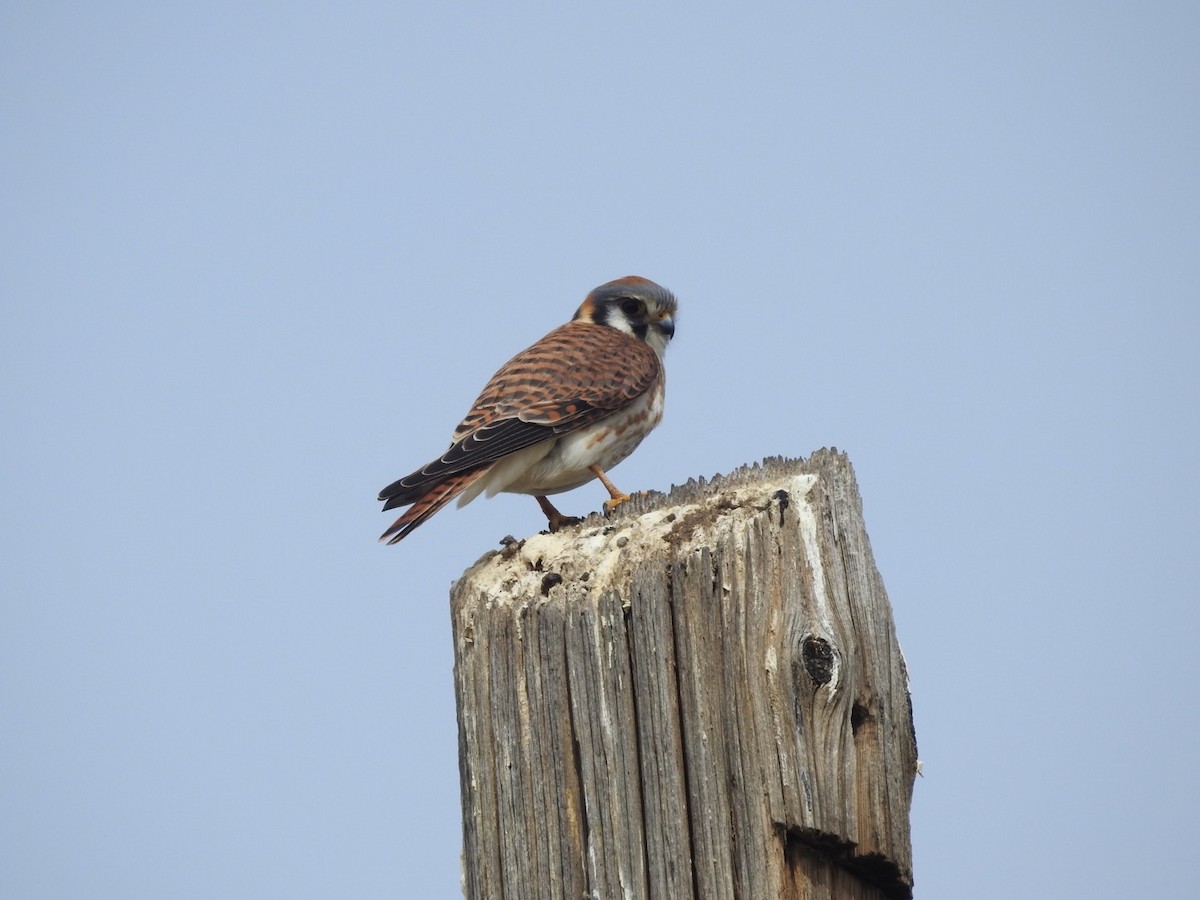 American Kestrel - Michael Dolfay