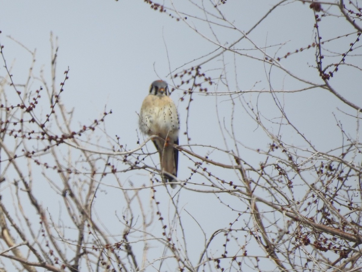 American Kestrel - Michael Dolfay