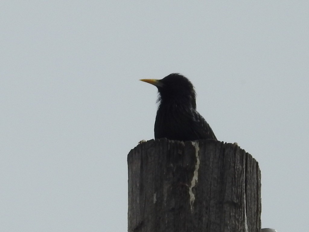 European Starling - ML555160211