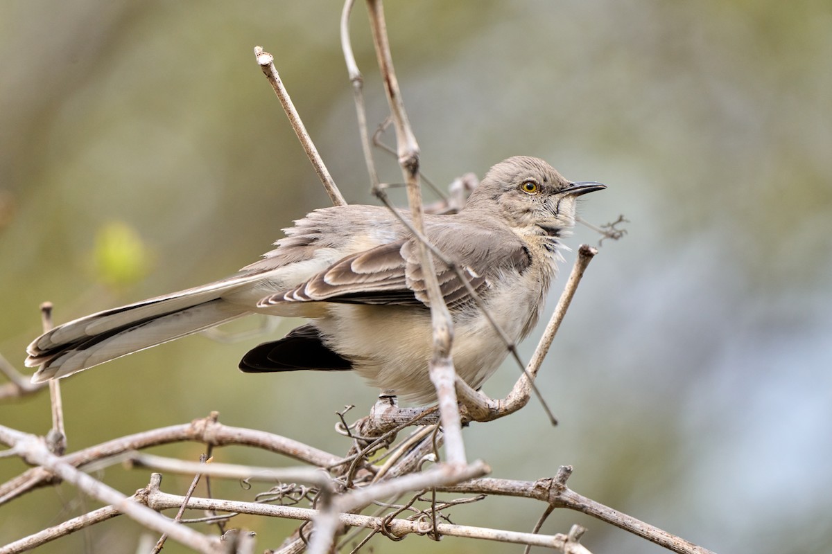 Northern Mockingbird - Brennan Moore