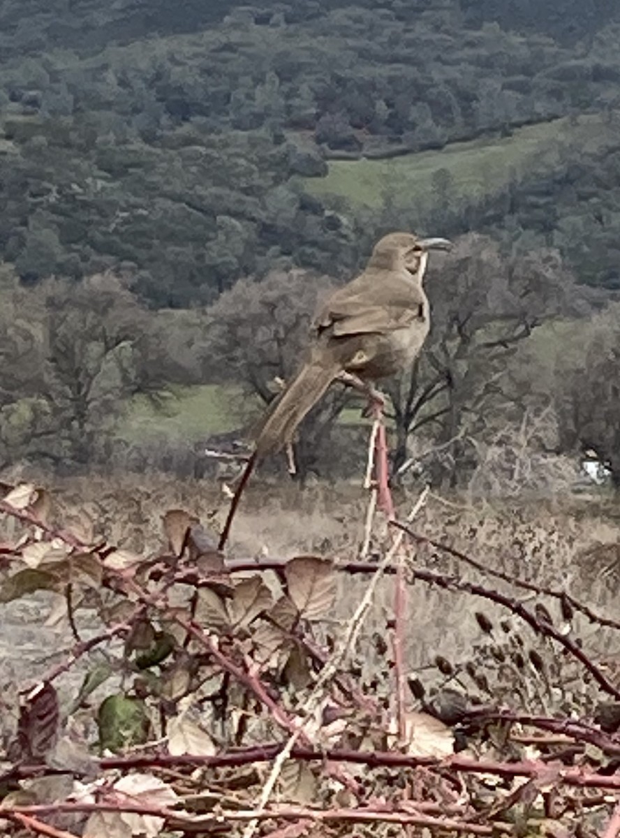 California Thrasher - ML555162011