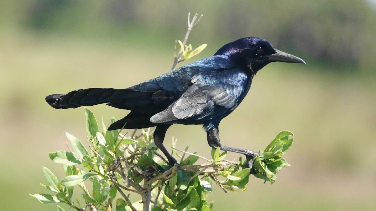 Boat-tailed Grackle - ML555162241