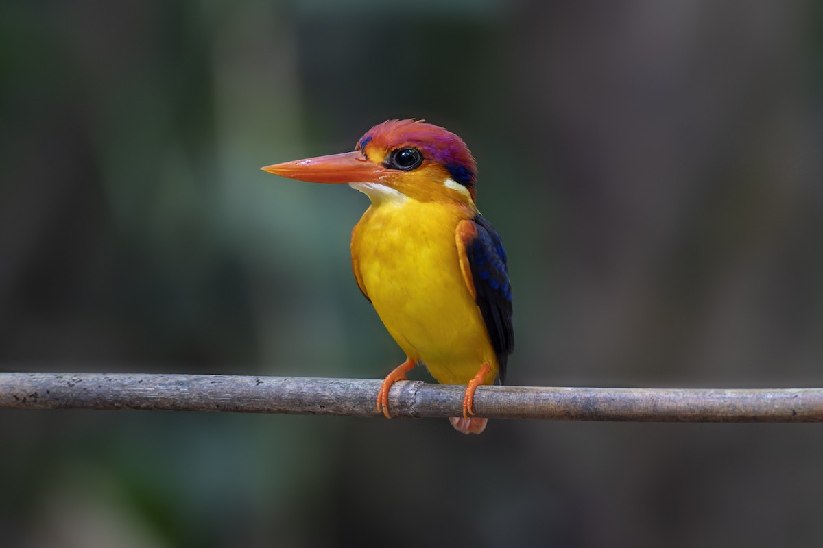 Black-backed Dwarf-Kingfisher - Jeff Maw