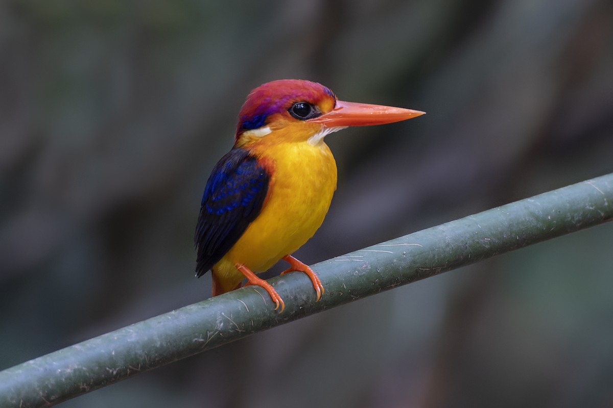 Black-backed Dwarf-Kingfisher - Jeff Maw