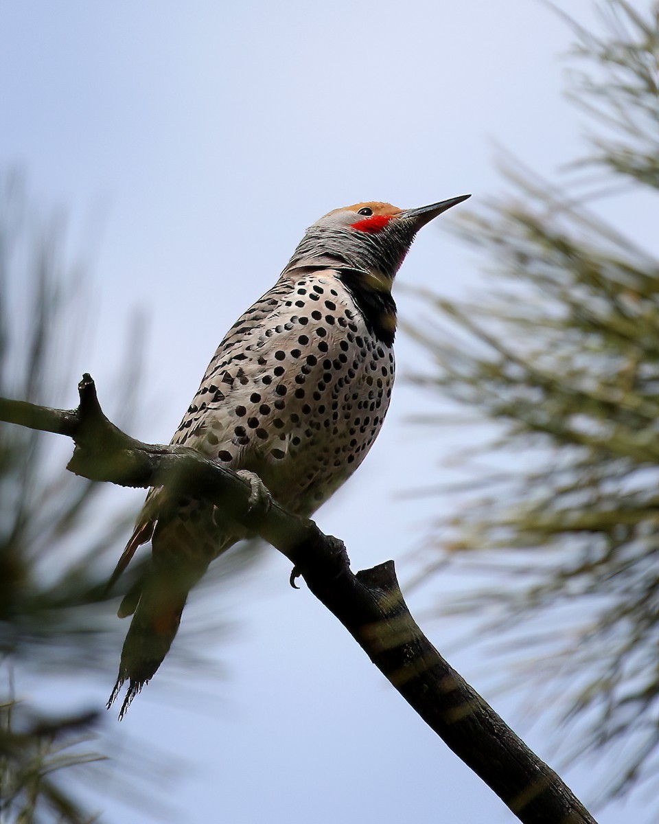 Northern Flicker - Jonathan Dowell