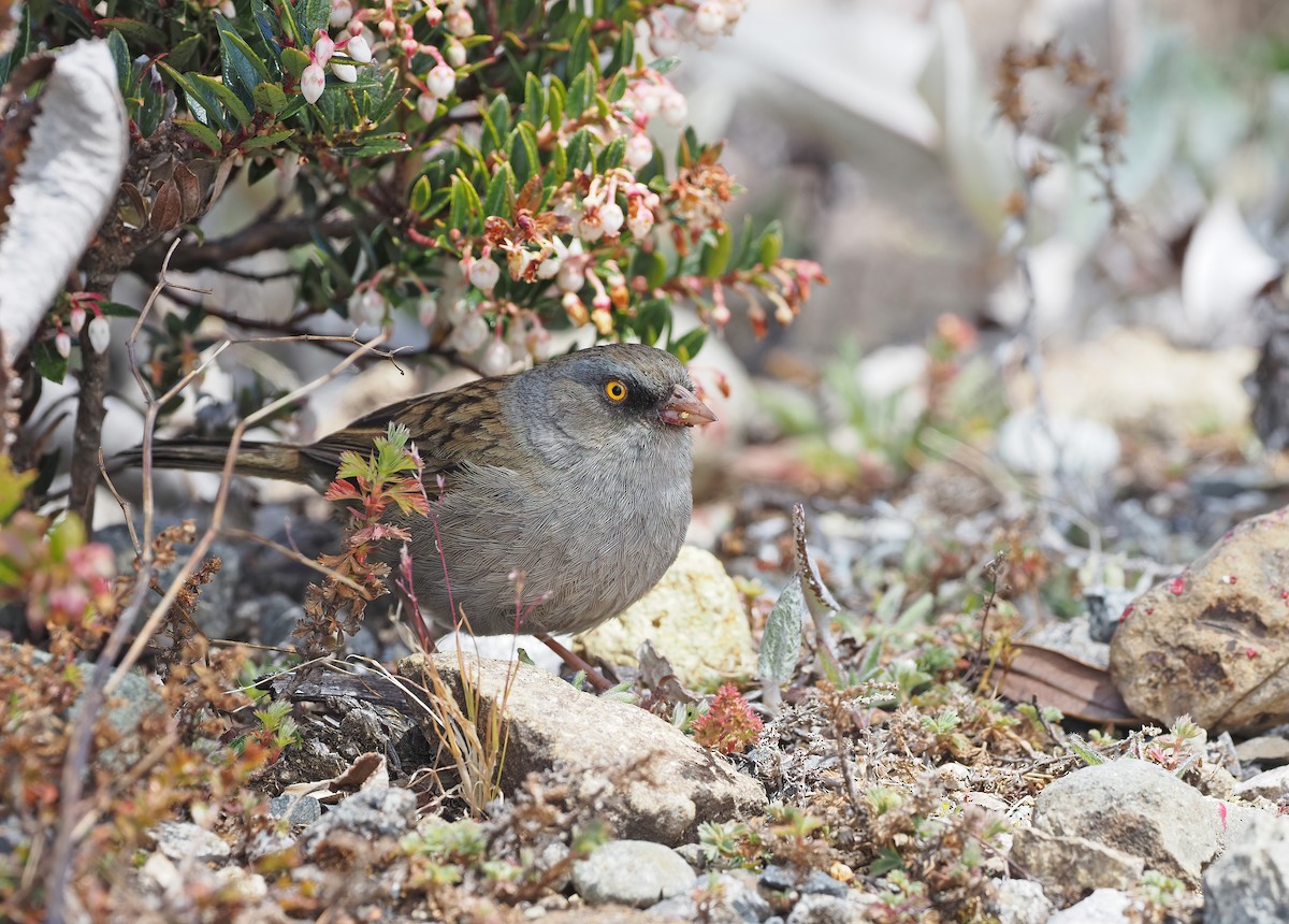 Junco de Los Volcanes - ML555168351