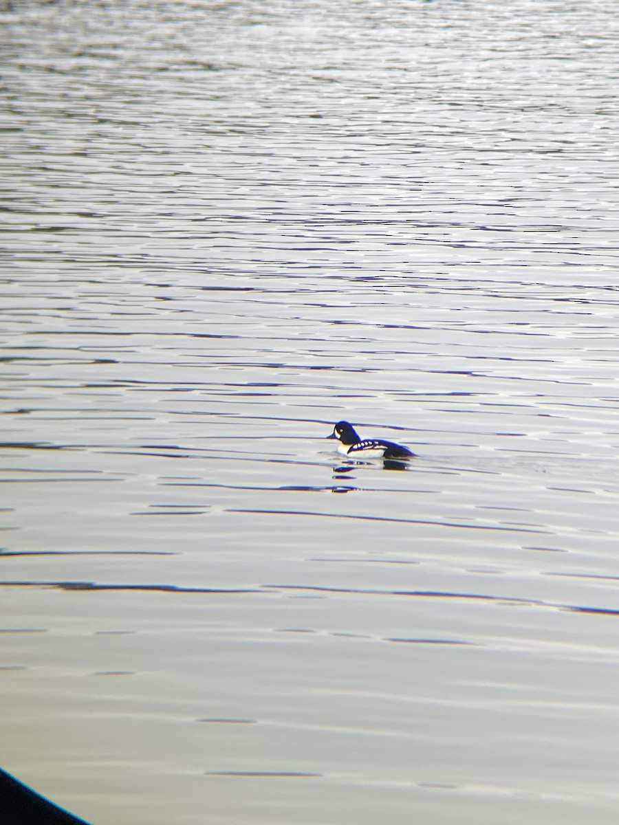 Barrow's Goldeneye - ML555169151