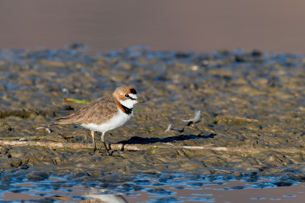 Collared Plover - ML555169461