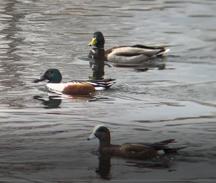 Northern Shoveler - ML555170421