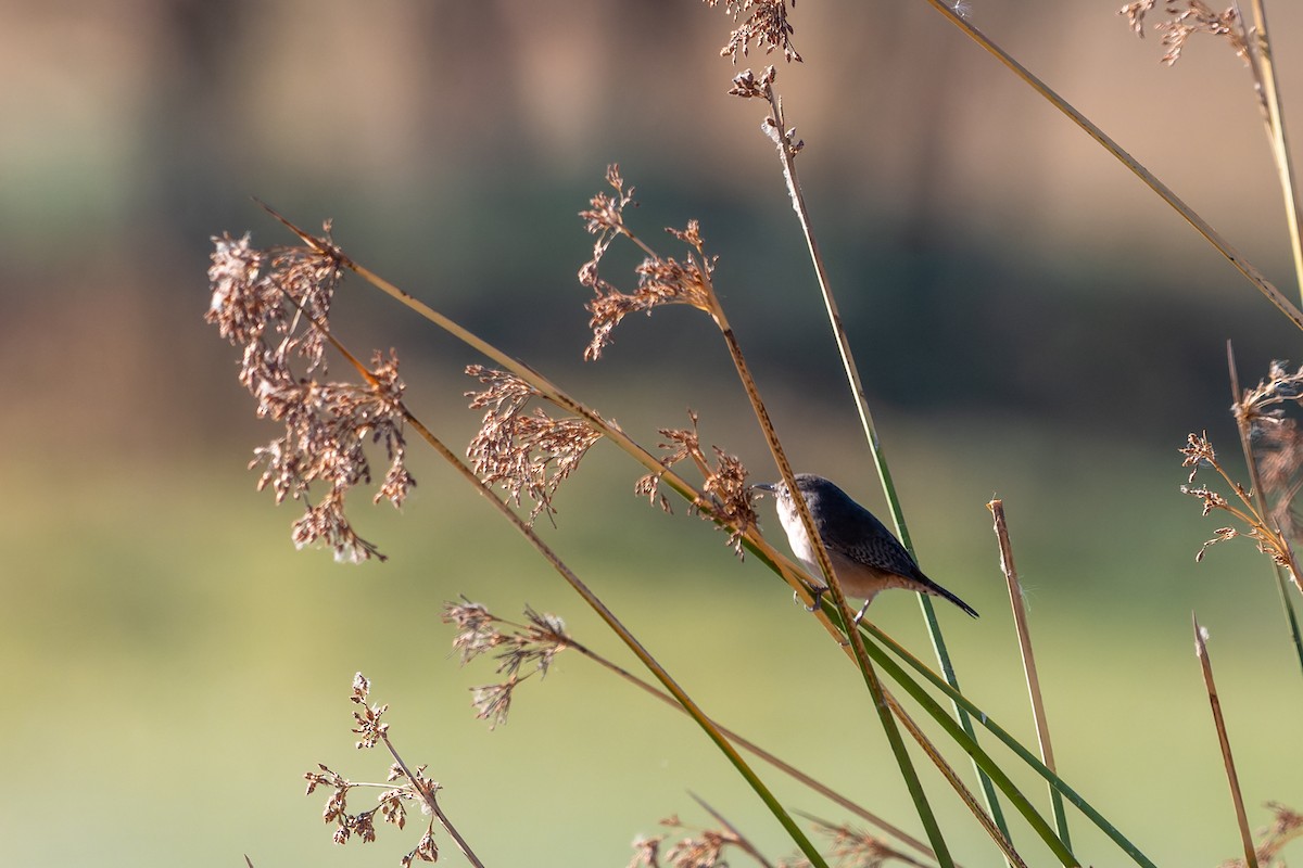 House Wren - Jorge Ugalde