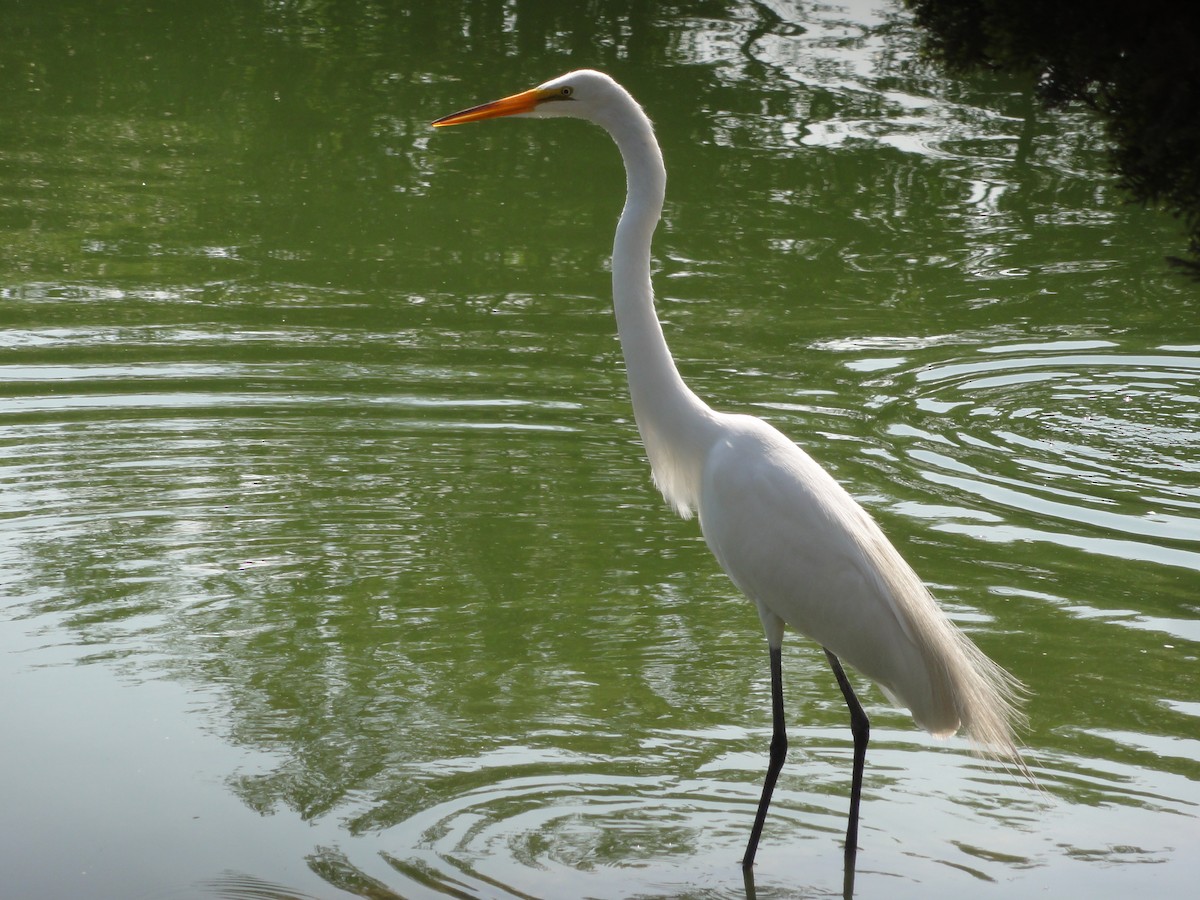 Great Egret - carmen reyes