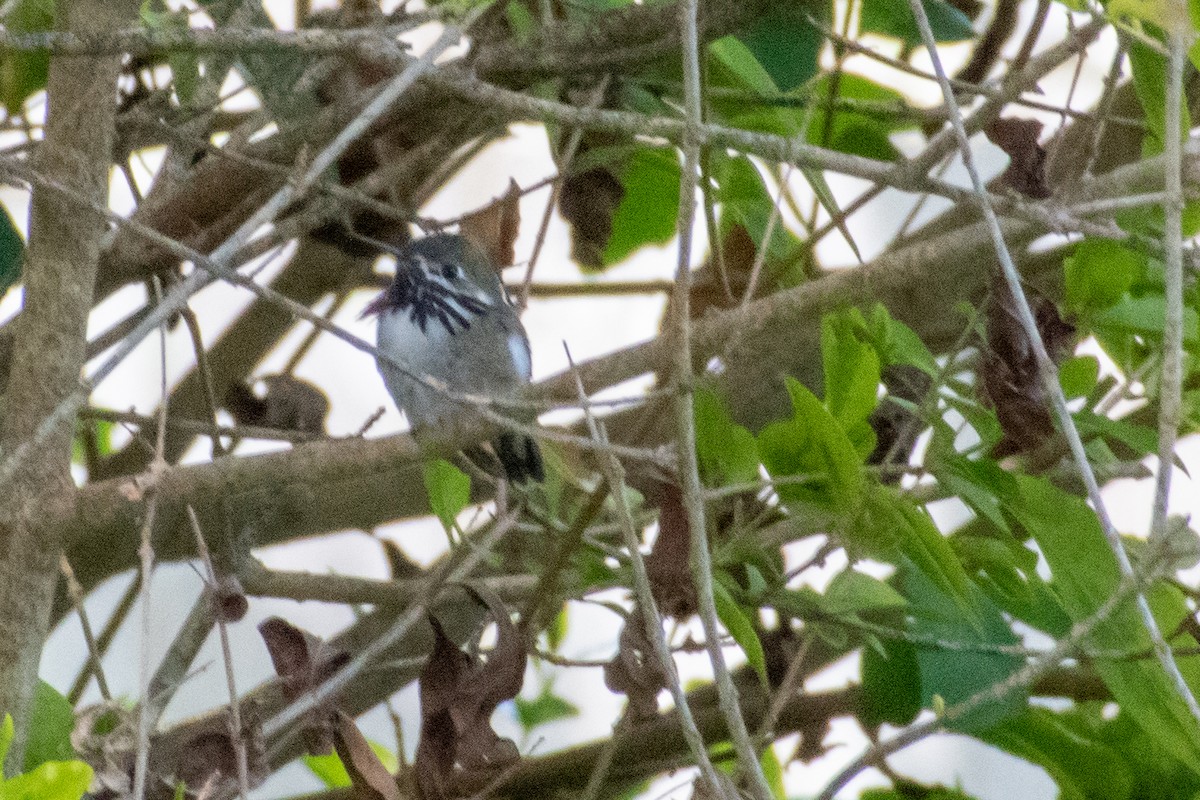 Calliope Hummingbird - ML555173651