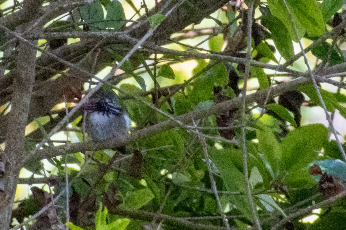 Calliope Hummingbird - ML555173671