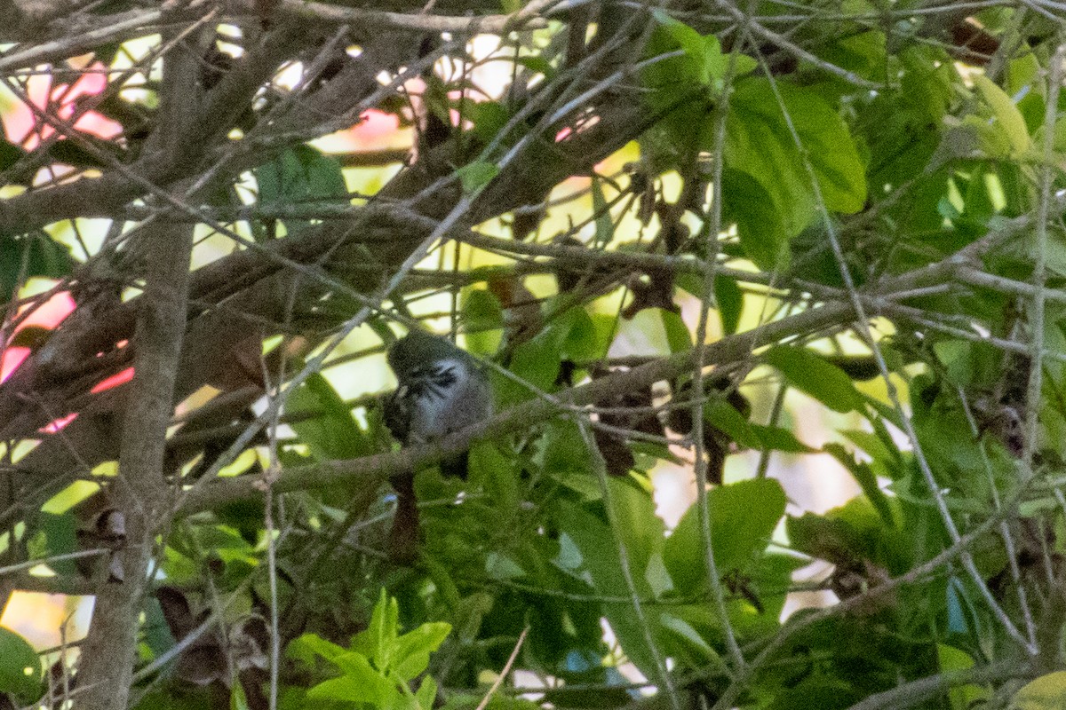 Calliope Hummingbird - ML555173691