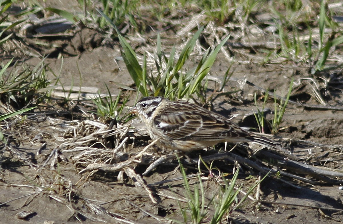 Smith's Longspur - ML555173781