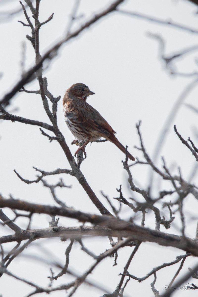 Fox Sparrow - ML555174481