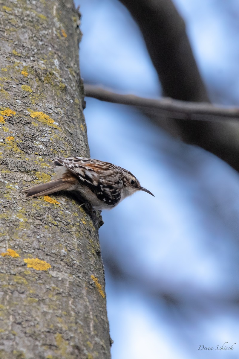 Brown Creeper - ML555174581