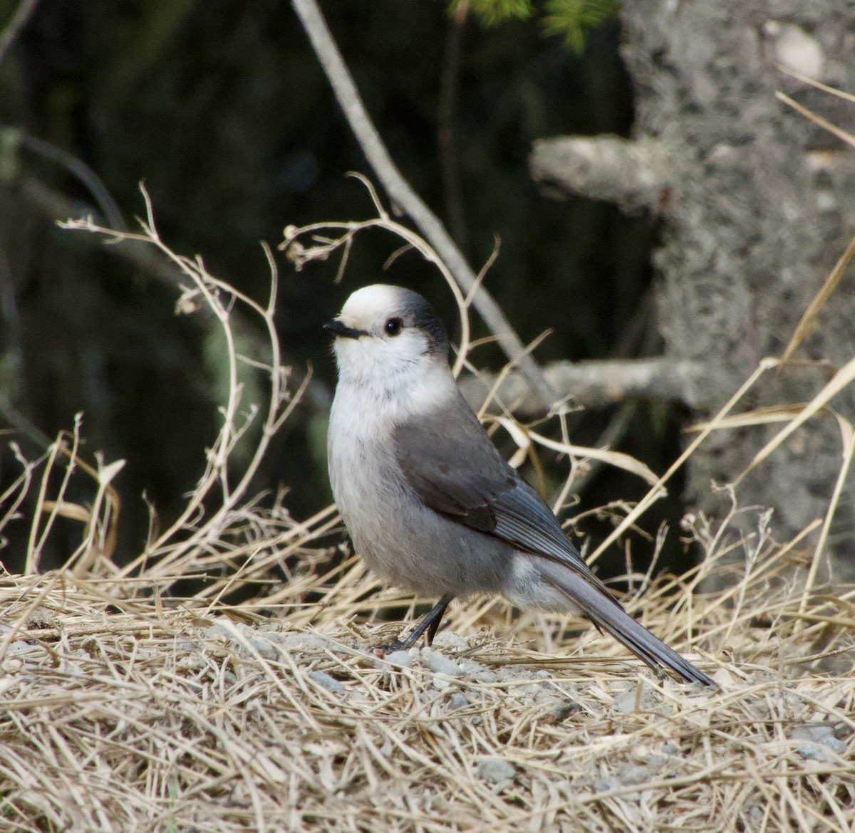 Canada Jay - ML555175951