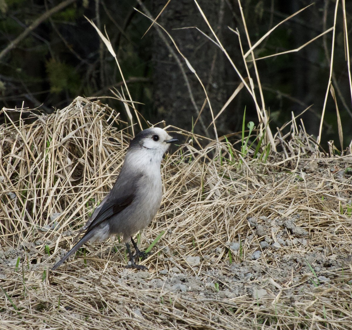 Canada Jay - ML555176191