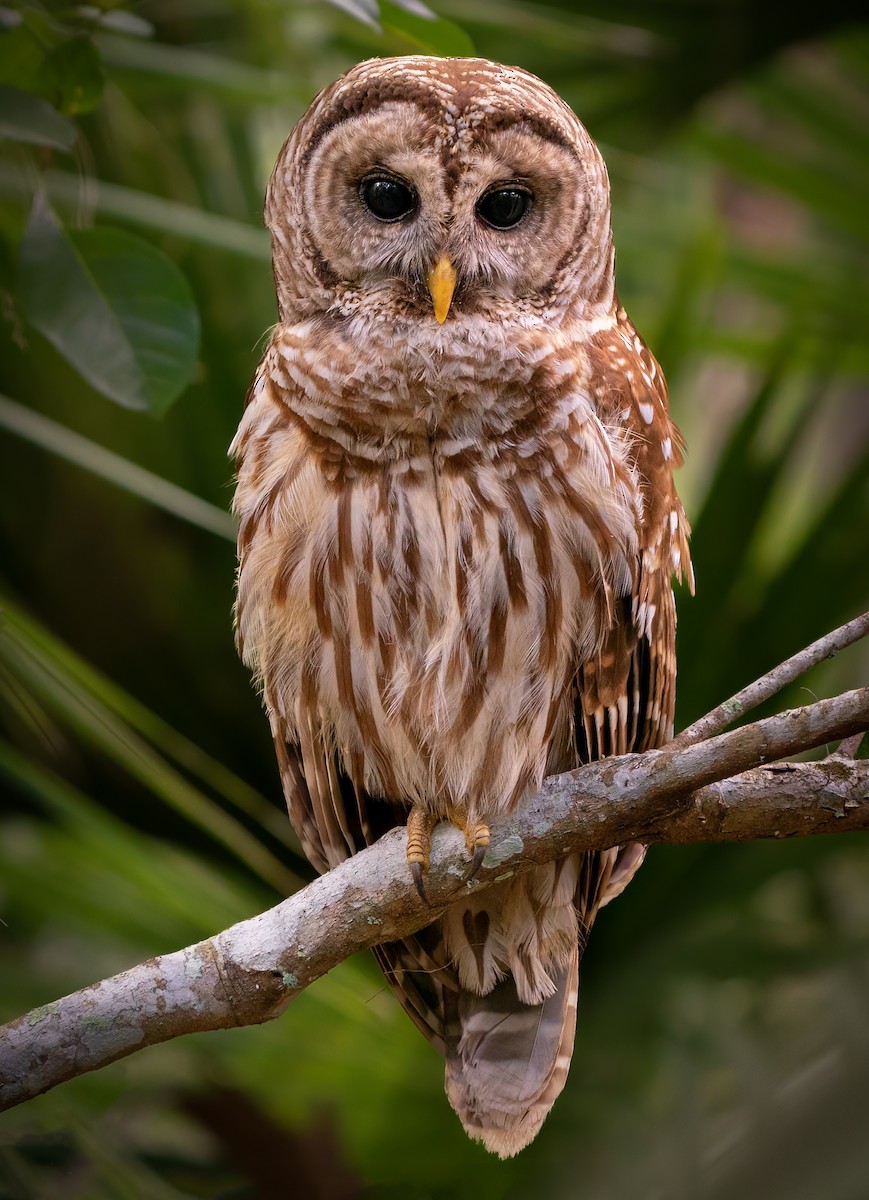 Barred Owl - ML555177811