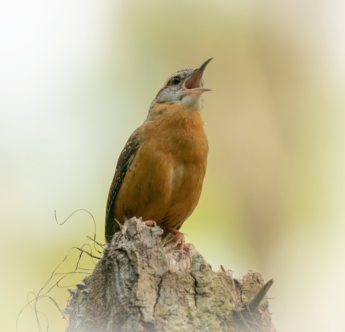 Carolina Wren - ML555177951