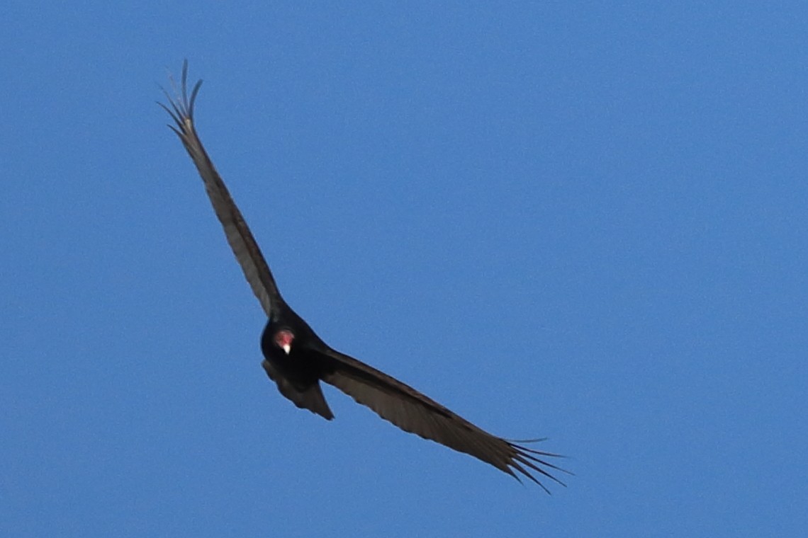 Turkey Vulture - ML555178281