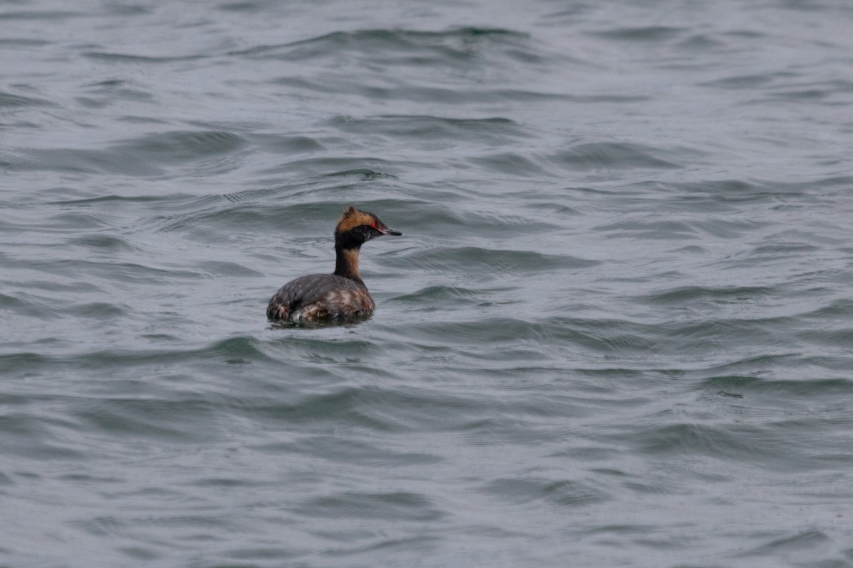 Horned Grebe - Rebecca Marschall