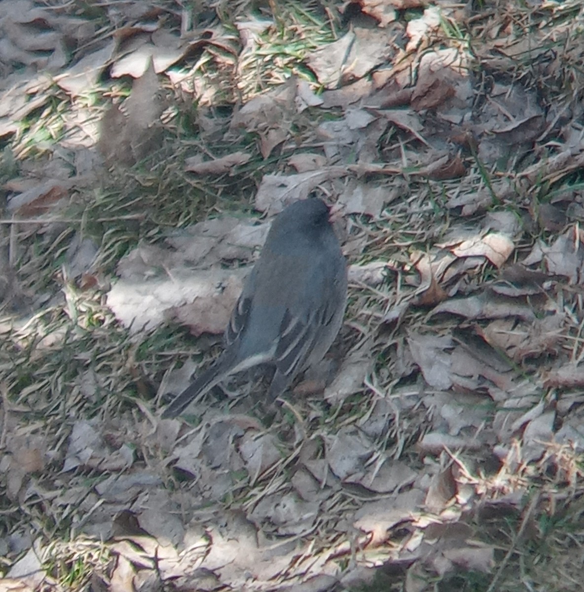 Junco ardoisé (hyemalis/carolinensis) - ML555181471