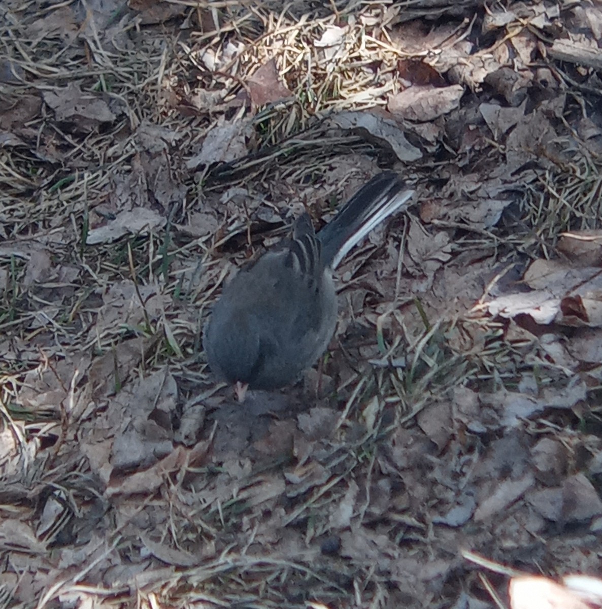 Dark-eyed Junco (Slate-colored) - ML555181481