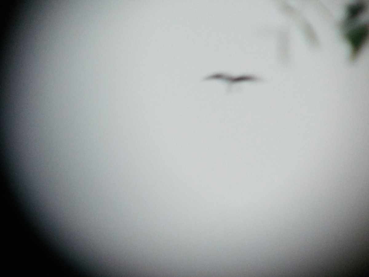 Christmas Island Frigatebird - ML55518151