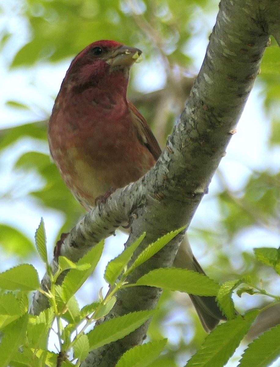 Camachuelo Purpúreo - ML555182151