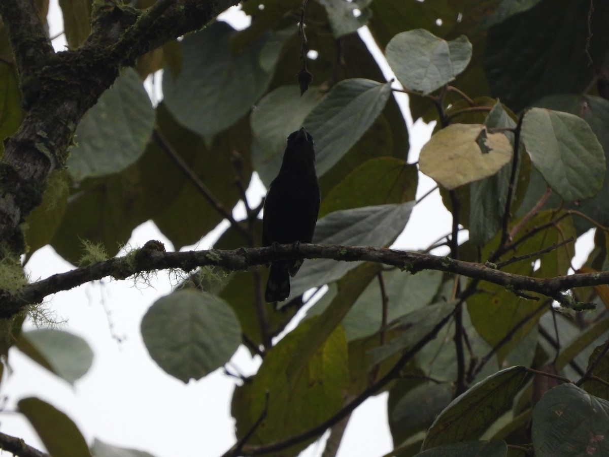 Black Antbird - ML555182901