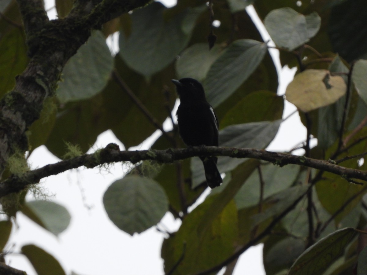 Black Antbird - ML555182921