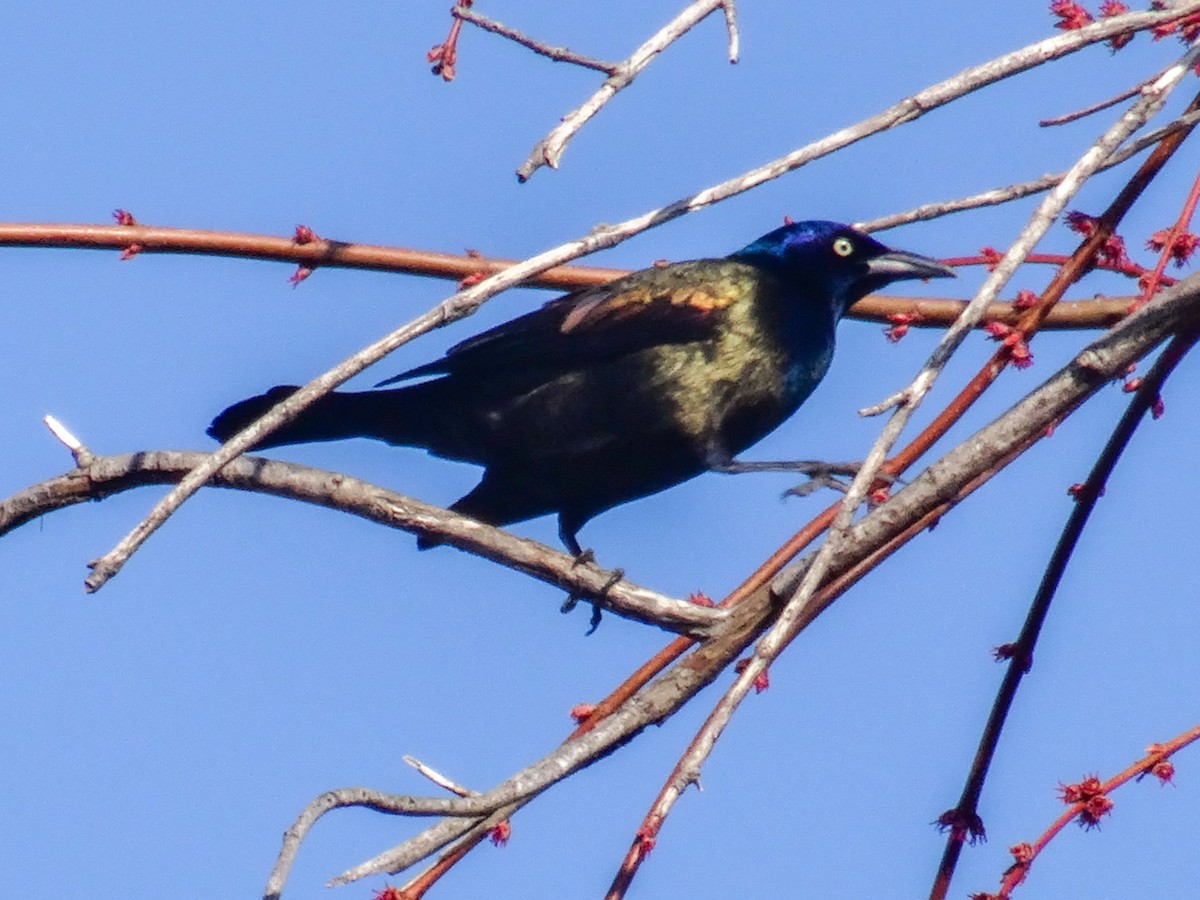 Common Grackle (Bronzed) - ML555185391