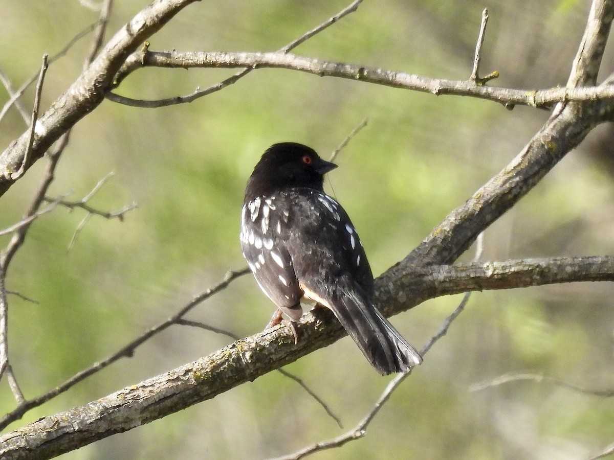 Spotted Towhee - Isa Dav