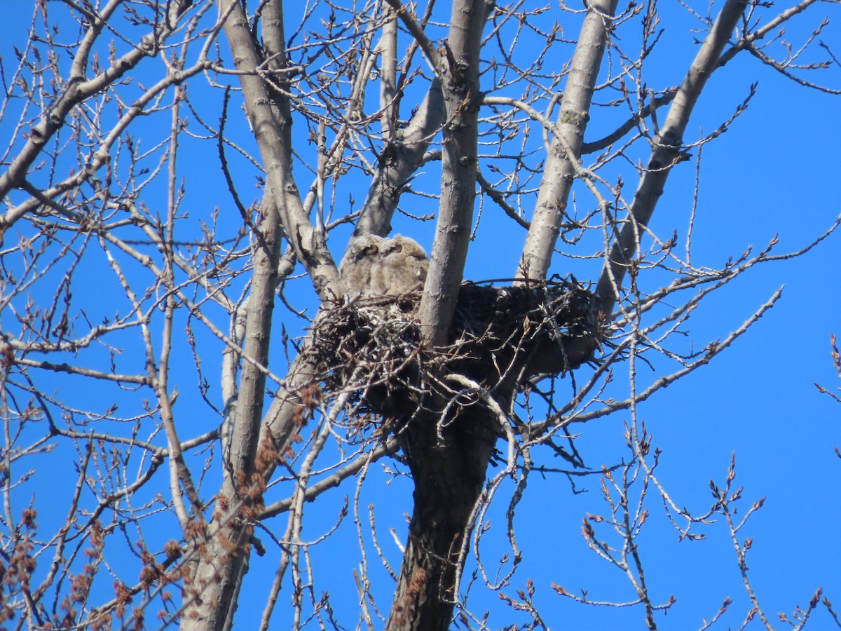 Great Horned Owl - Christopher Hollister