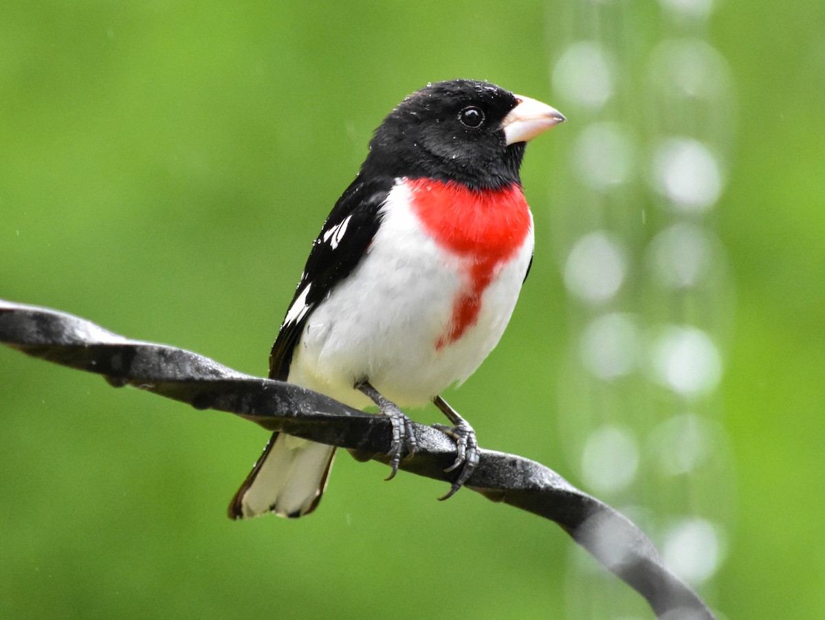 Rose-breasted Grosbeak - Philippe Bouvier