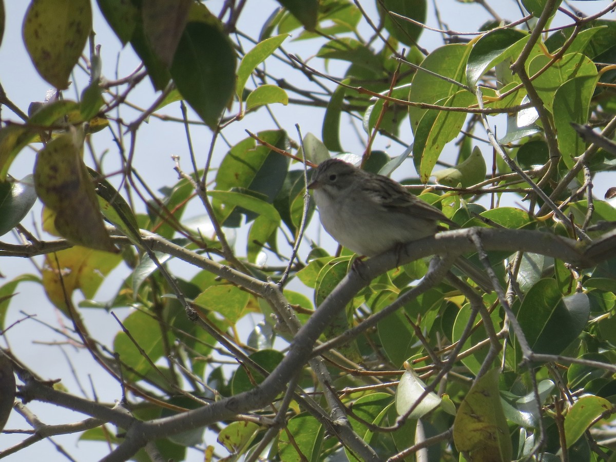 Brewer's Sparrow - ML555188621