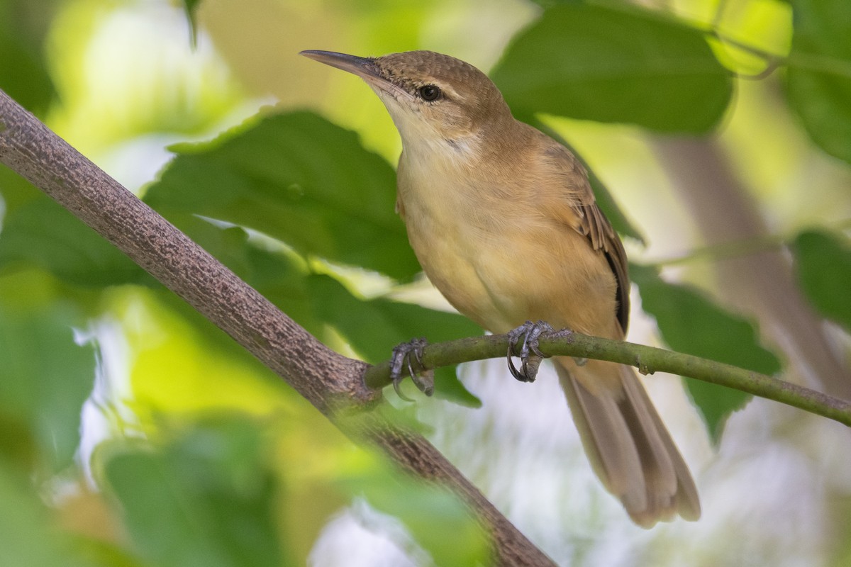 Tuamotu Reed Warbler - ML555189541