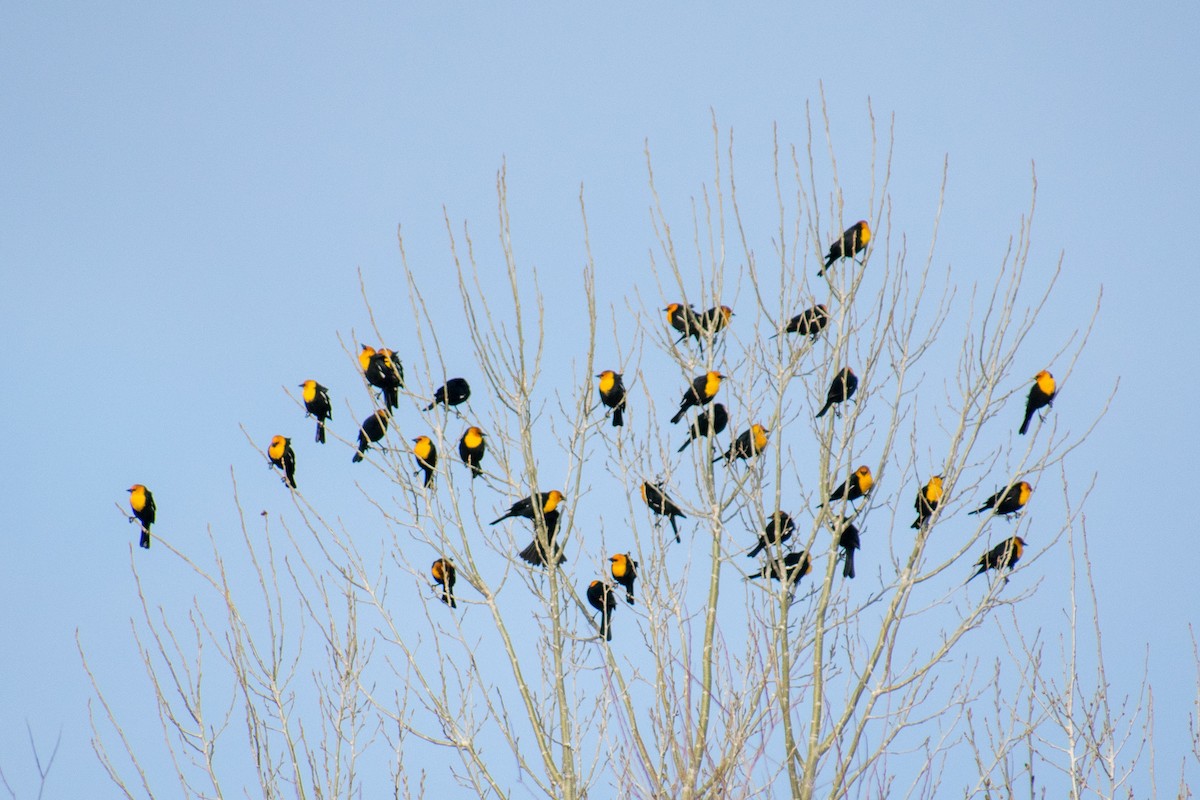 Yellow-headed Blackbird - ML555189871