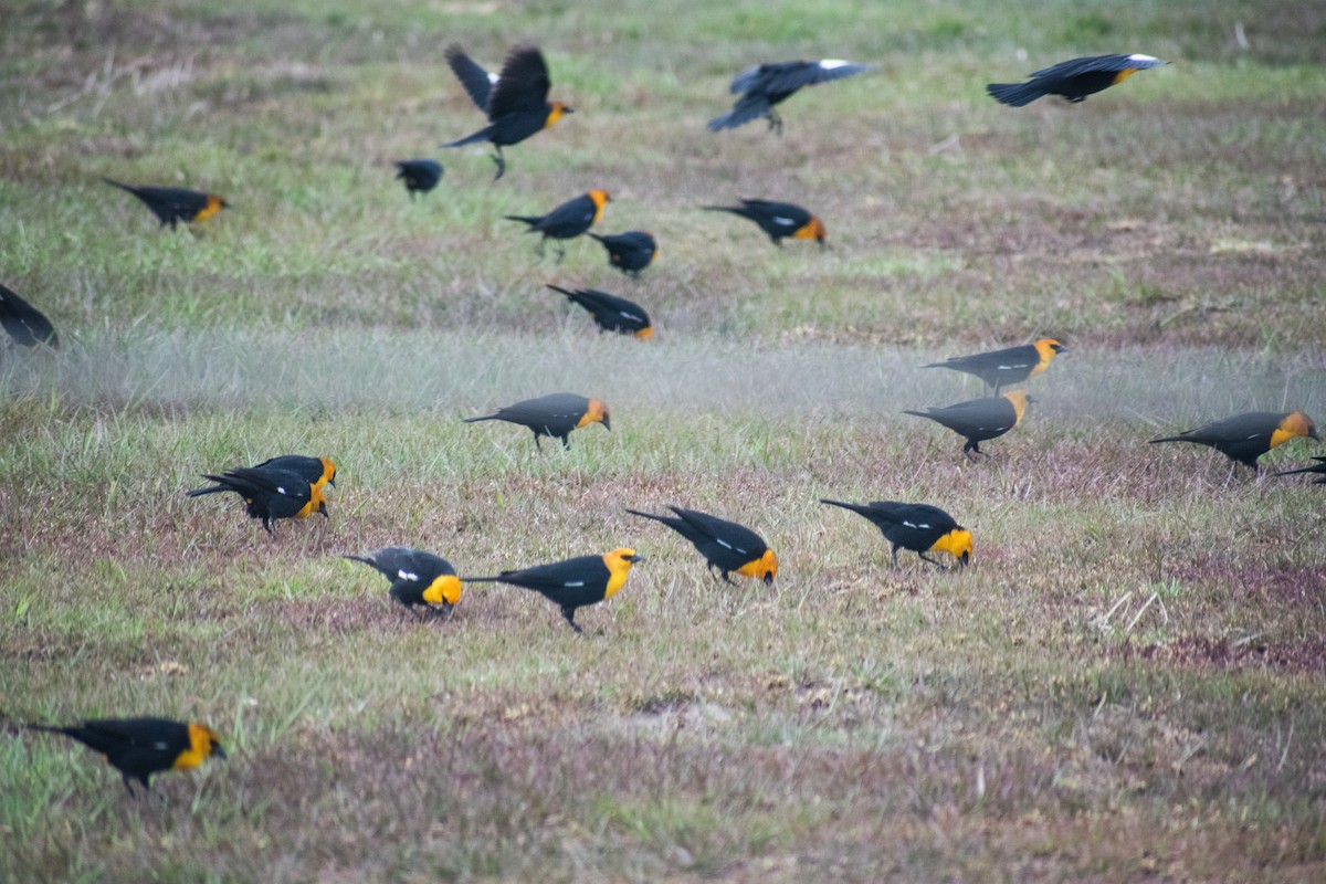 Yellow-headed Blackbird - ML555189891