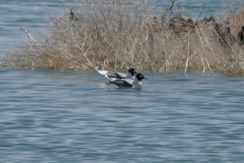 Franklin's Gull - Wyatt Egelhoff