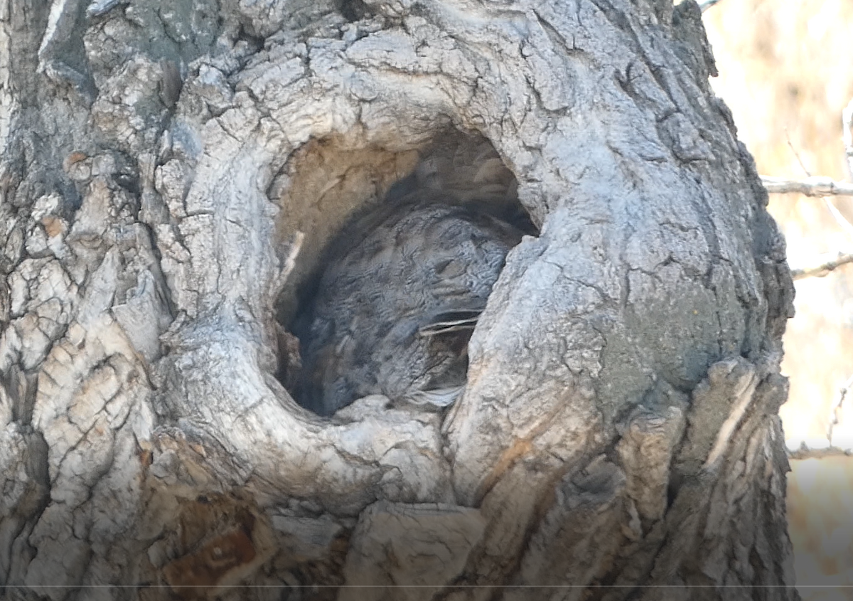 Great Horned Owl - ML555190371