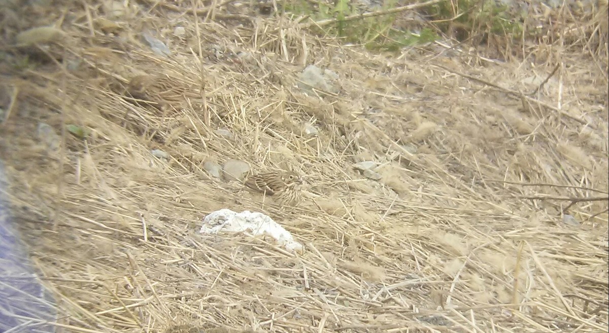 Vesper Sparrow - ML55519141