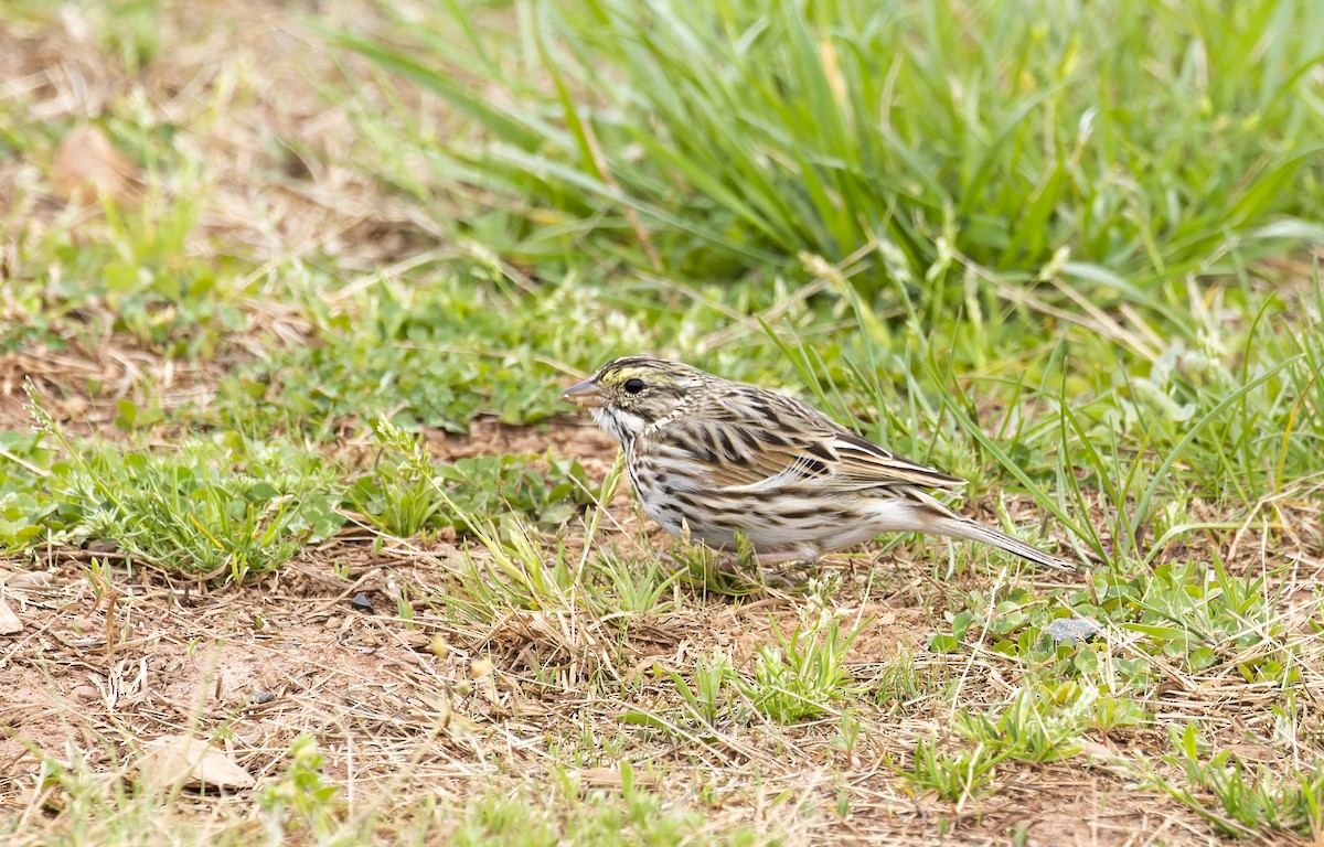 Savannah Sparrow - ML555191661