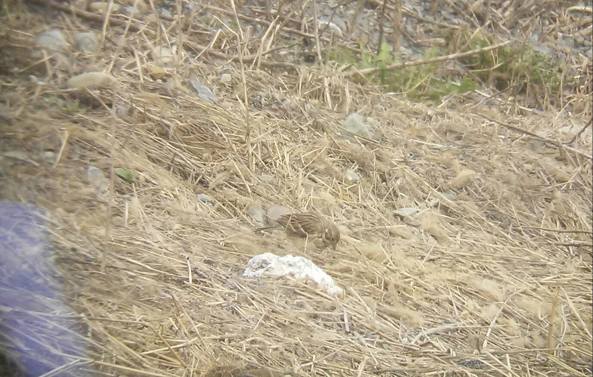 Vesper Sparrow - ML55519171