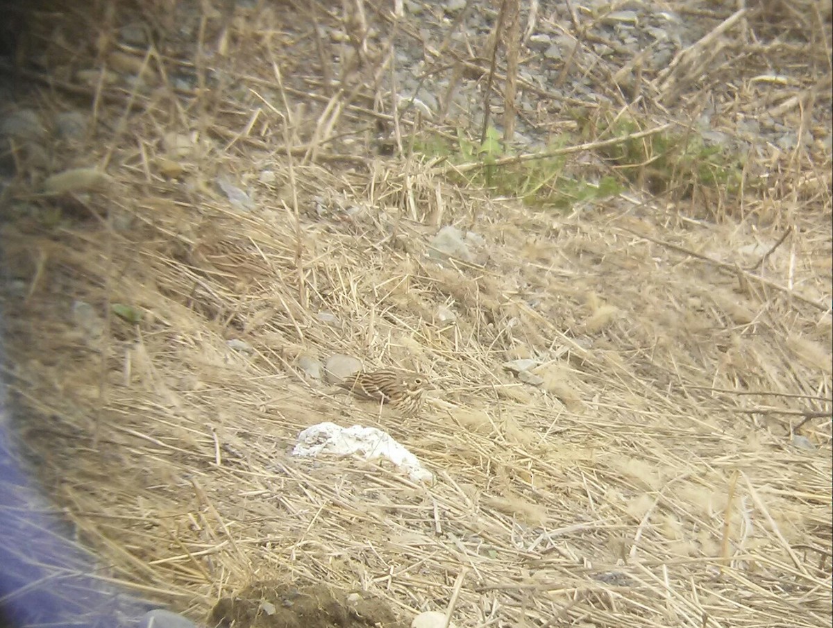 Vesper Sparrow - ML55519181
