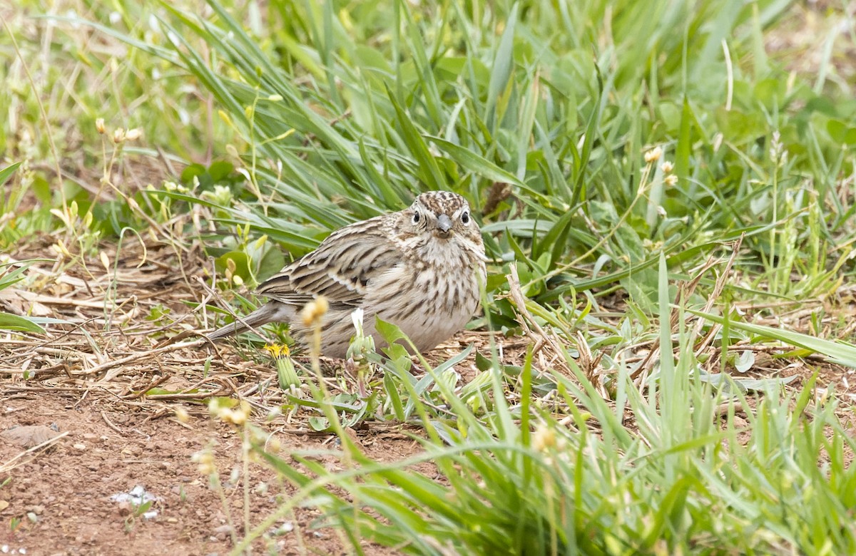 Vesper Sparrow - ML555191841