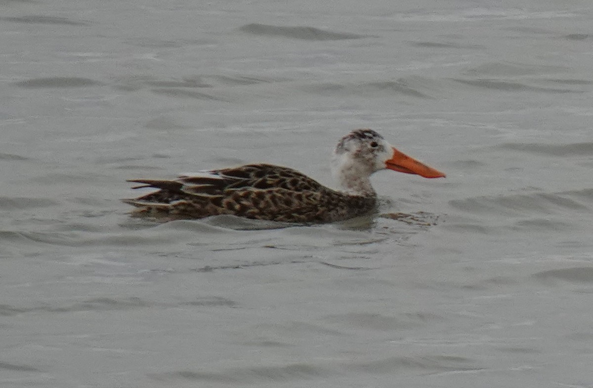 Northern Shoveler - ML555192771